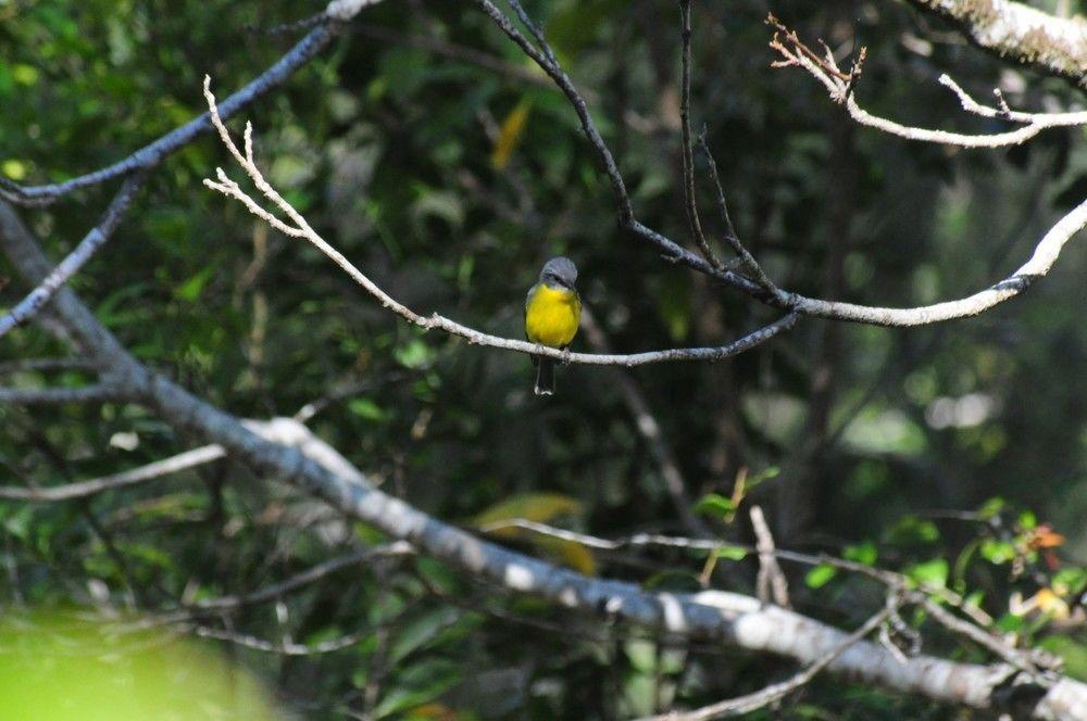 Broken River Mountain Resort Eungella Esterno foto